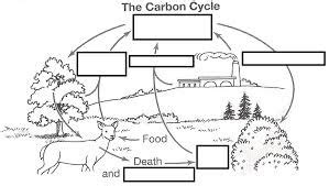 Where does the water come from. . Carbon cycle worksheet fill in the blanks answer key